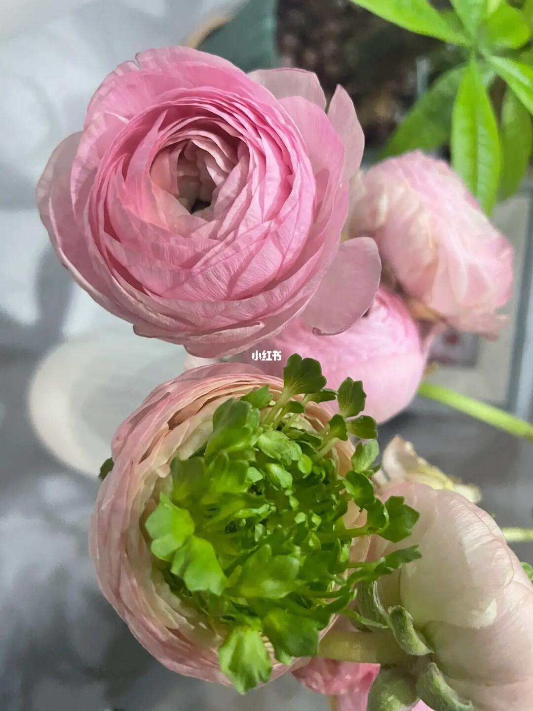 牡丹转苹果版牡丹与玫瑰苹果电影