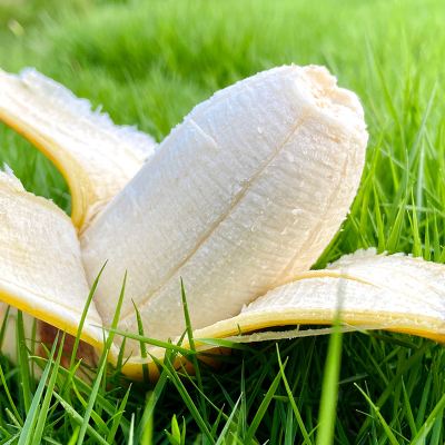 苹果铃声版banana把苹果说成banana的视频-第2张图片-太平洋在线下载