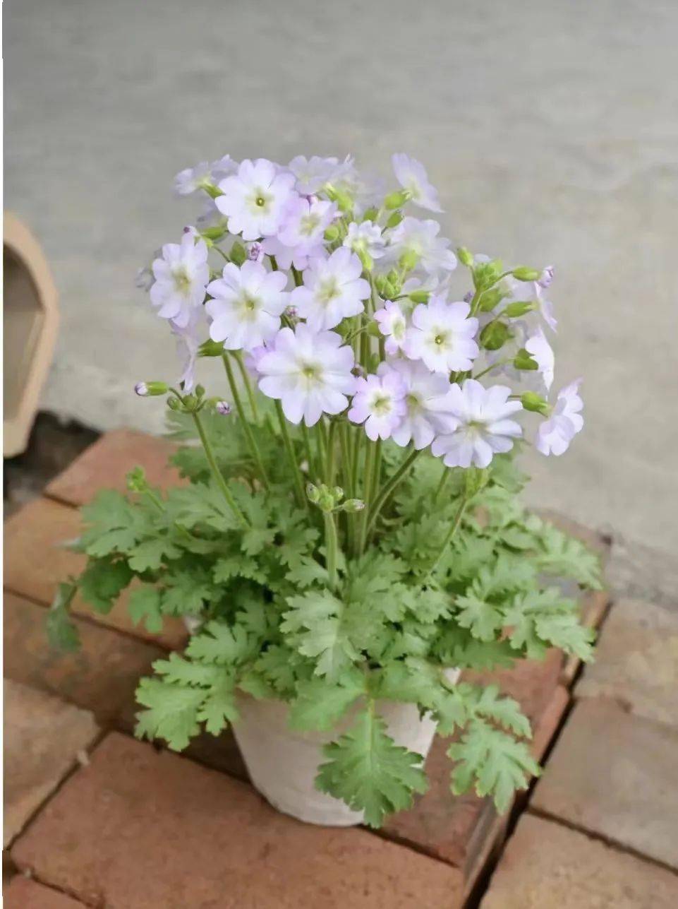 樱花草视频手机免费版的简单介绍-第2张图片-太平洋在线下载