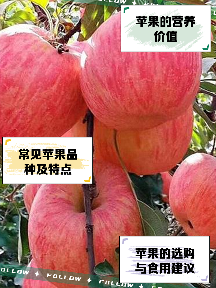 水果软件苹果版手机水果软件20中文破解版下载