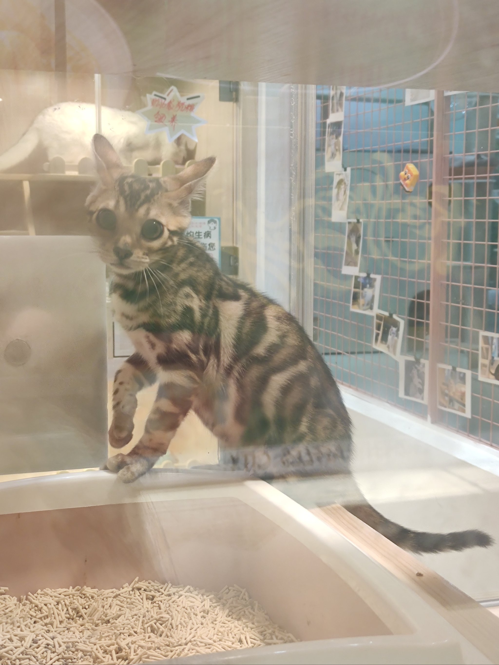 我的世界手机版豹猫我的世界112豹猫-第2张图片-太平洋在线下载
